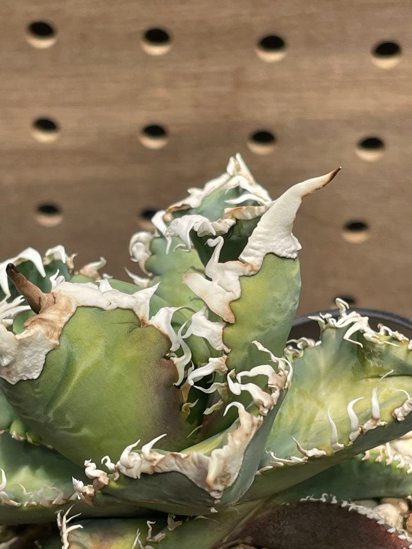 T*K様 アガベ　チタノタ　白幽霊　鉢のままメルカリ便発送