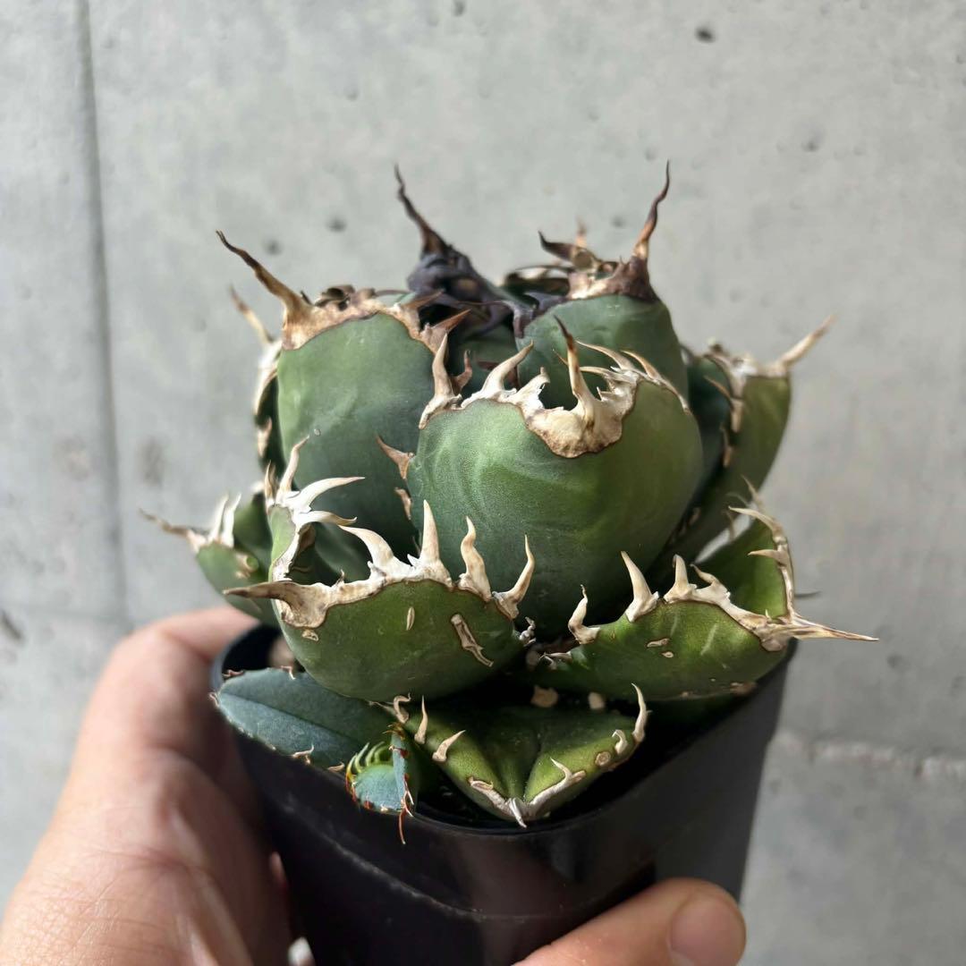 アガベ　オテロイ　王蟲　(オアハカ採取の種からの実生) 子株付き