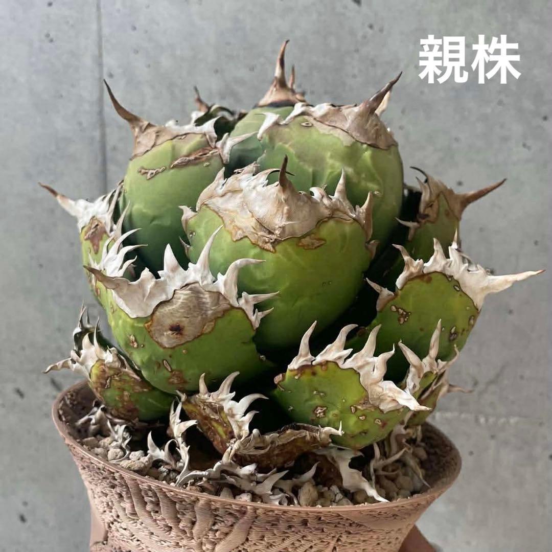 アガベ　オテロイ　王蟲　(オアハカ採取の種からの実生) 子株付き