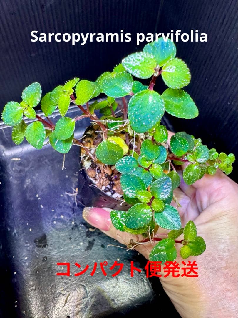 Sugi様 リクエスト 7点 まとめ商品