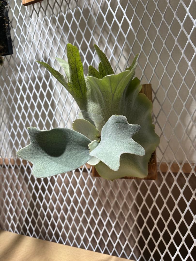 P. Unicorn,P. willinckii Watchara 親株