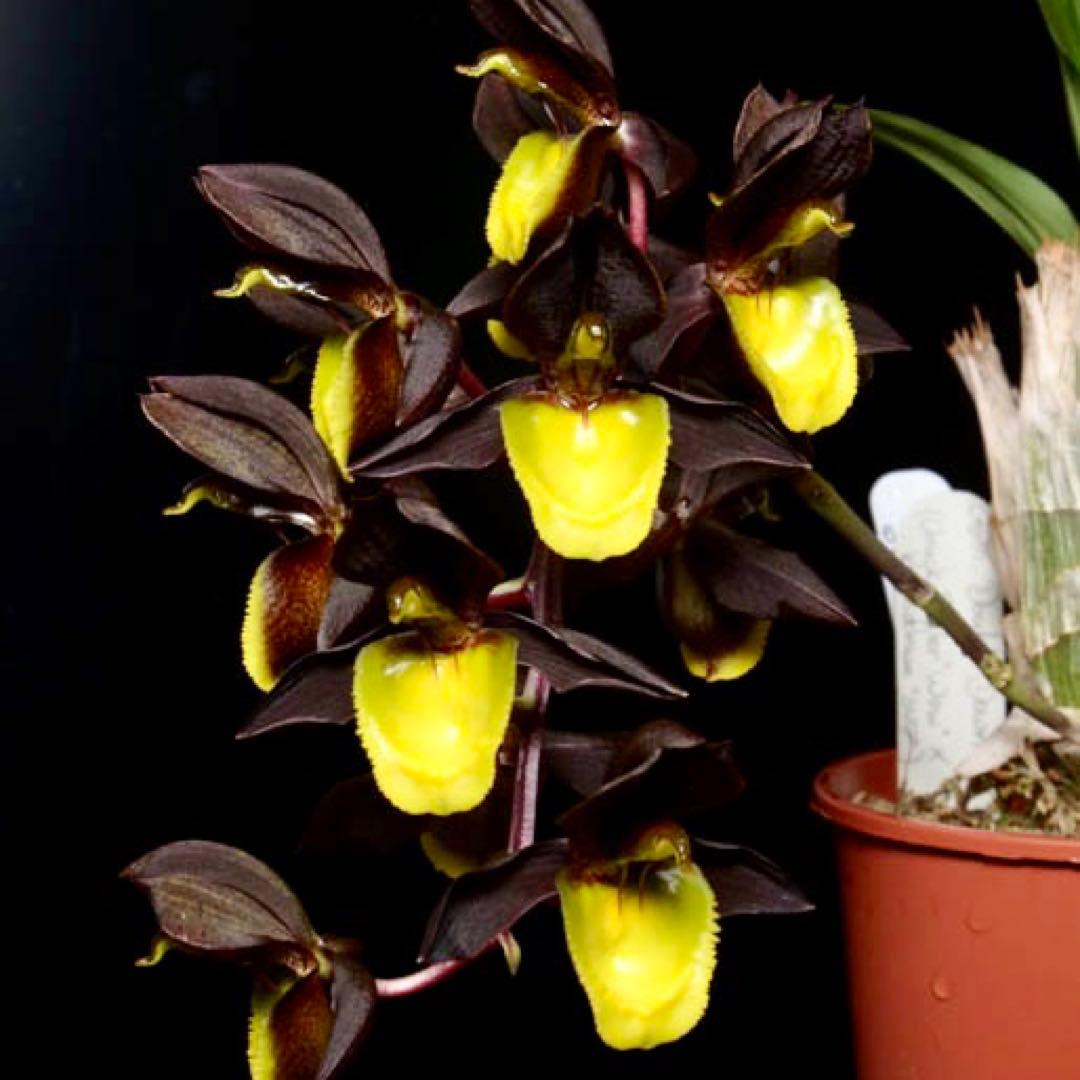 SVO 実生 タケノコ蘭 カタセタム Clowesetum