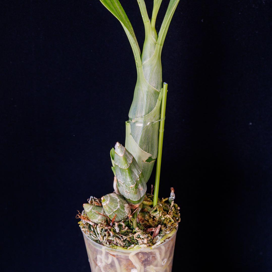SVO 実生 タケノコ蘭 カタセタム Clowesetum