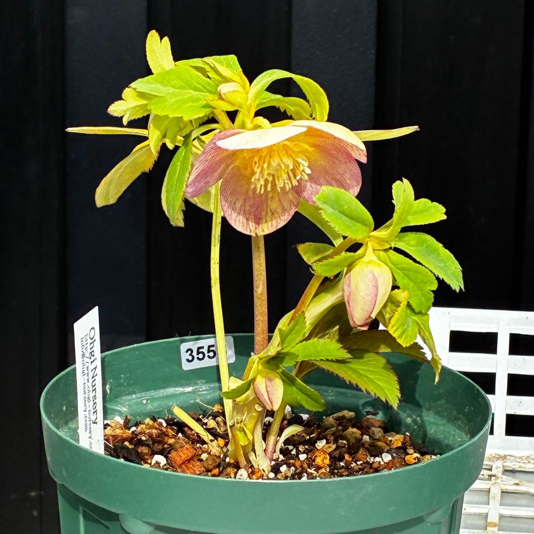 l*a様 558☘️ラスト2☘️蕾花タグ付☘️極上☘️唯一無二☘️⭐️SD⭐️蜃