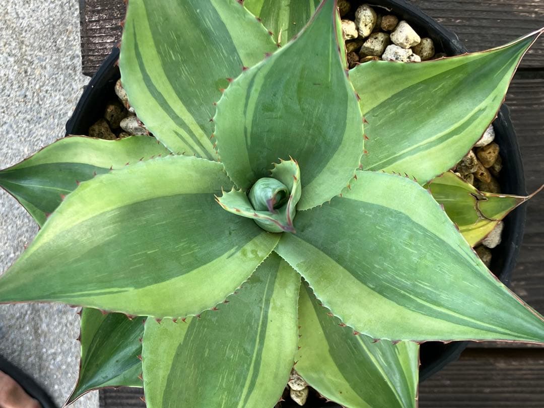 アガベ　オバティフォリア　キラー　中株【特選US株】