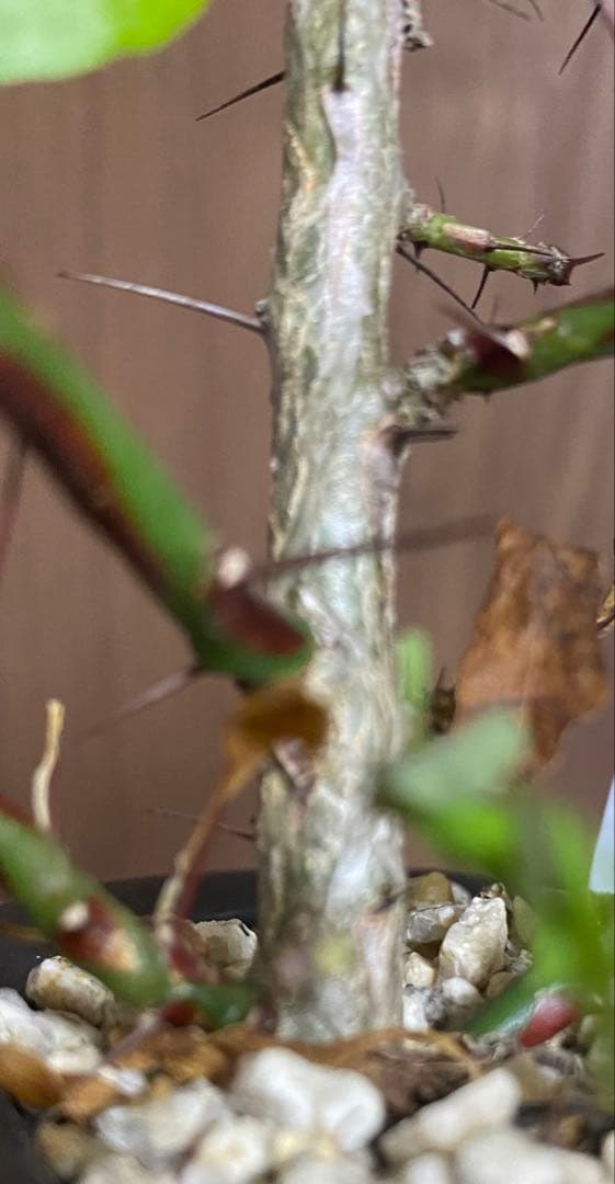 フォークイエリア　プルプシー×ファシクラータ　ハイブリッド　挿し木　2本