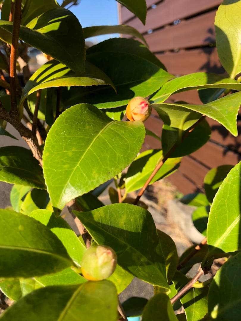 咲羽の誉　椿　鉢底約105cm