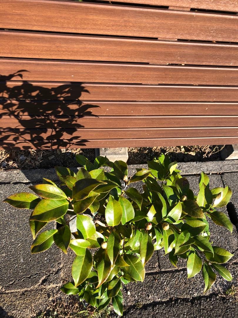 咲羽の誉　椿　鉢底約105cm