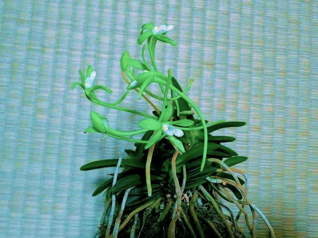 なおみちゃん様 リクエスト 2点 まとめ商品