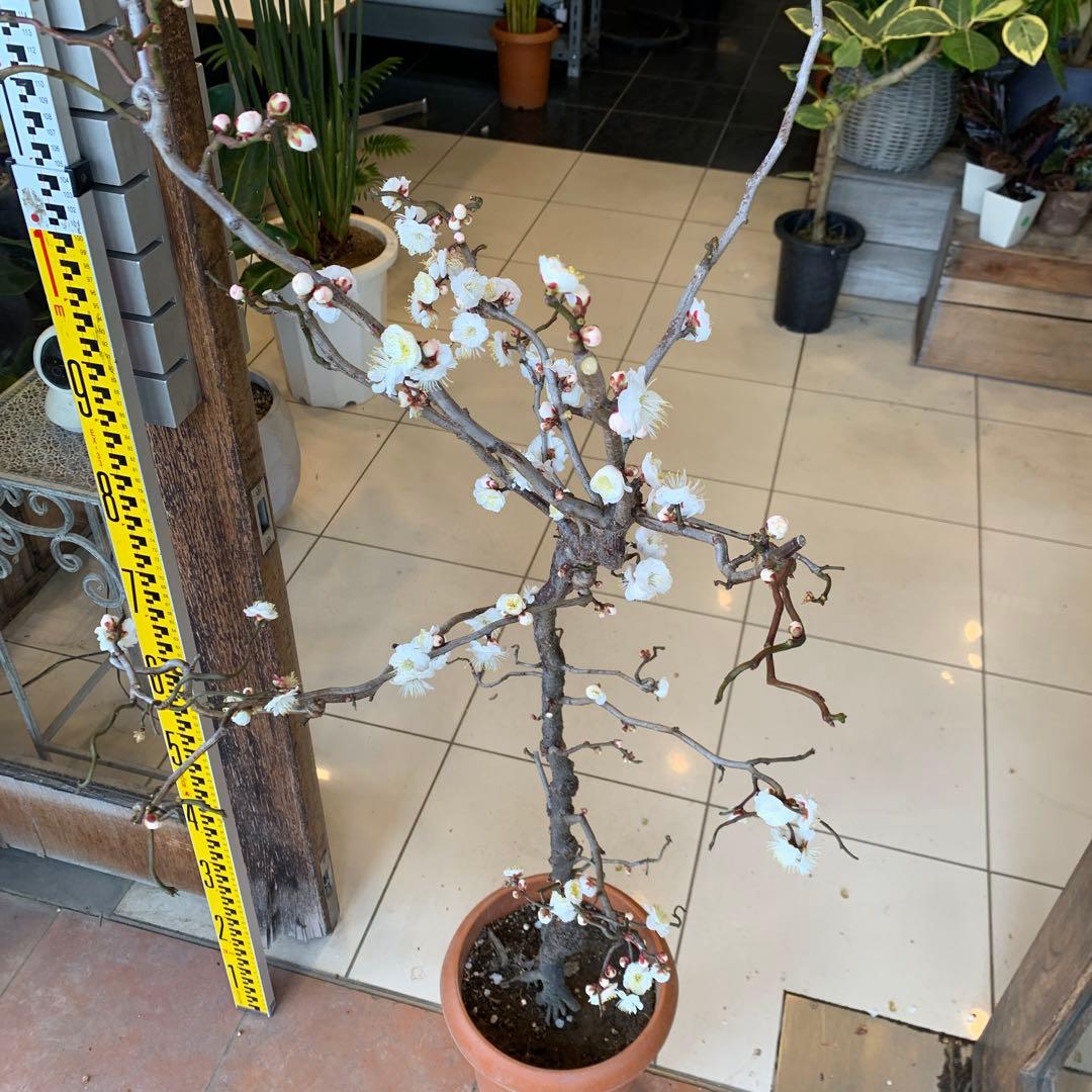 雲竜梅　ウンリュウバイ 8号 4