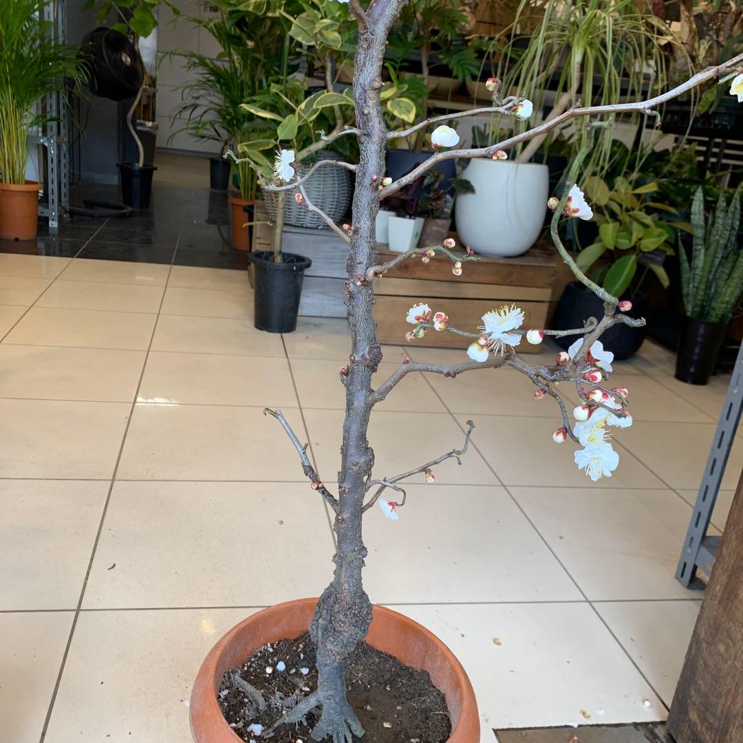 雲竜梅　ウンリュウバイ 8号 4