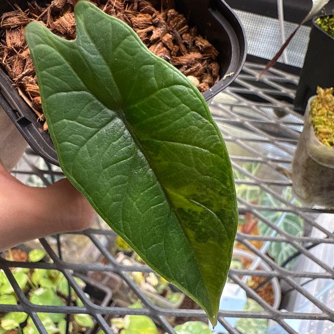 S*y様 アロカシア スカルプラム オーレア