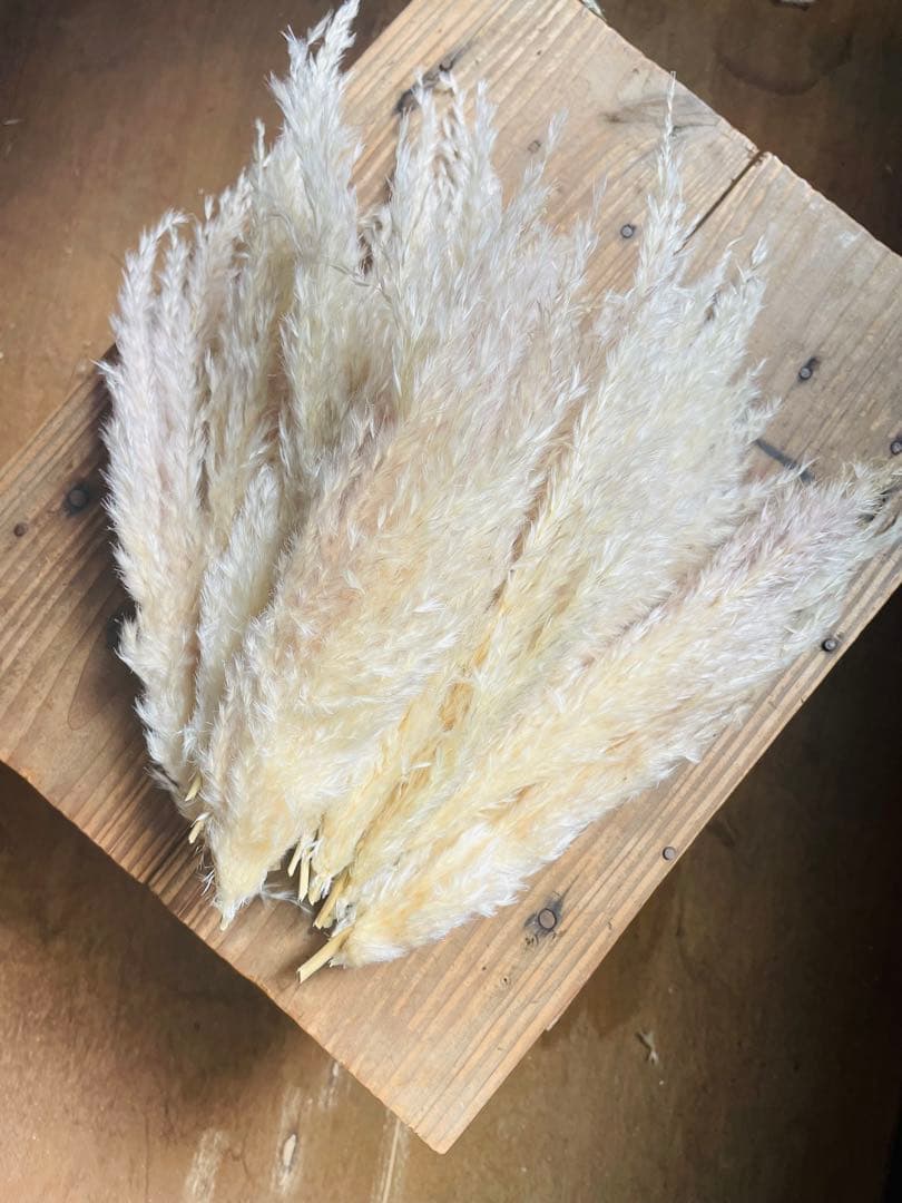 1月分　パンパスグラス　240本