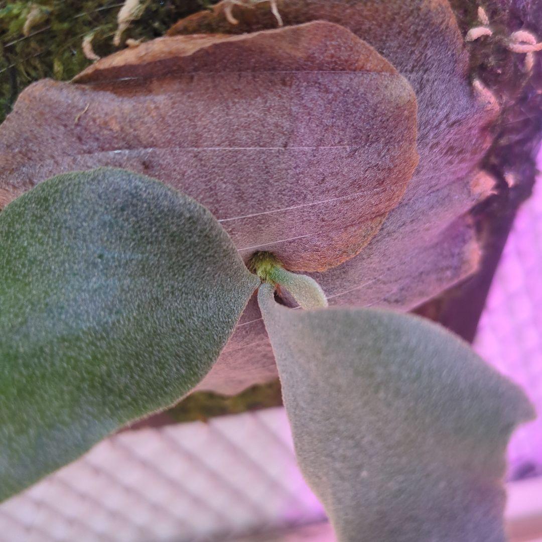 わ*ち様 【期間限定出品】P.FSQ 'FW' oc/ビカクシダ