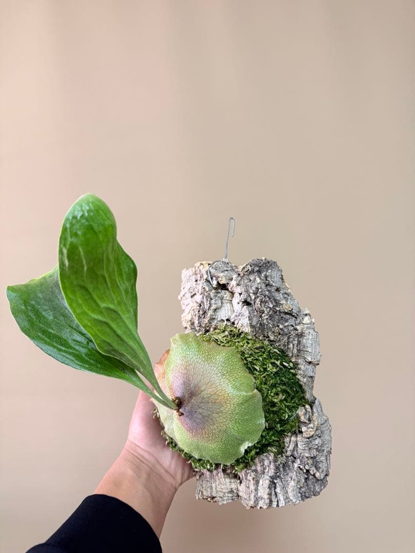 P. hillii 'Dragon Scale' ①子株ビカクシダ　良型サイズ