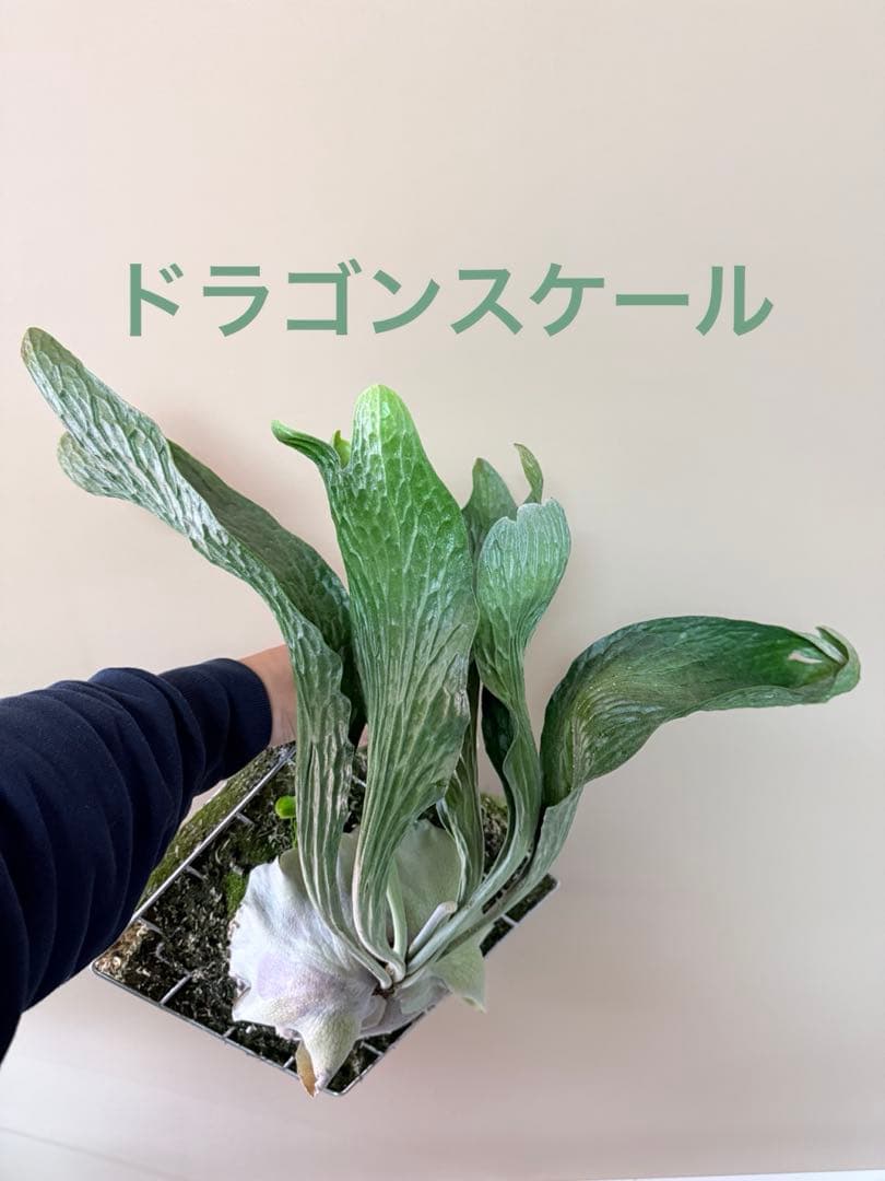 P. hillii 'Dragon Scale' ①子株ビカクシダ　良型サイズ