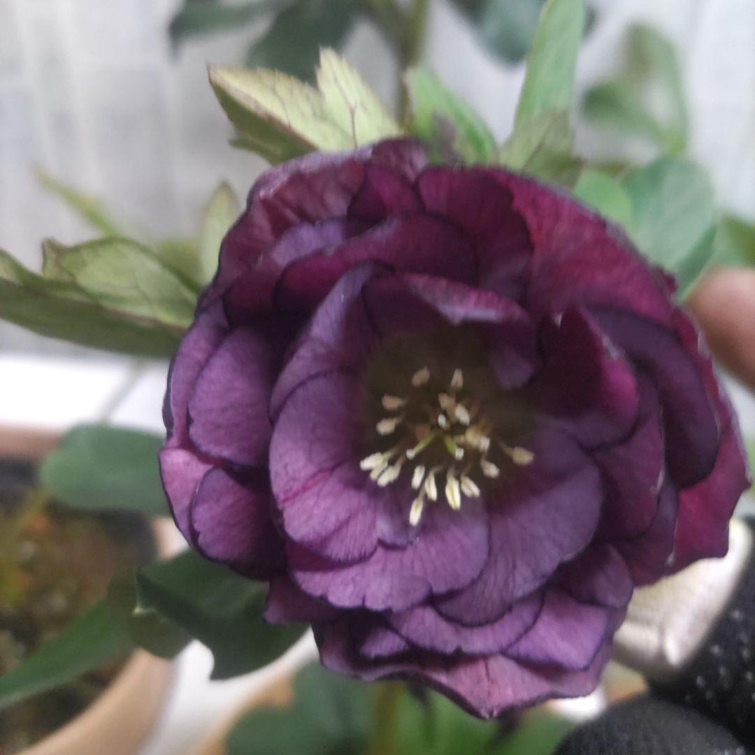 ７日入荷⭐️クリスマスローズダブル咲き⭐️５品種⭐️５鉢セット