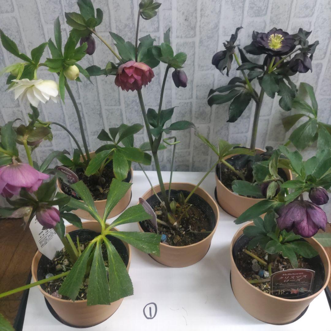 ７日入荷⭐️クリスマスローズダブル咲き⭐️５品種⭐️５鉢セット