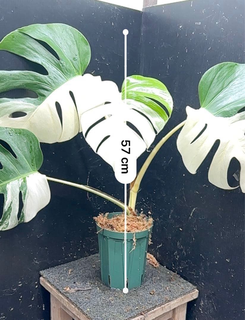 迫*雄様 モンステラ斑入りハーフムーンホワイトタイガー極美斑入り　　 57cm