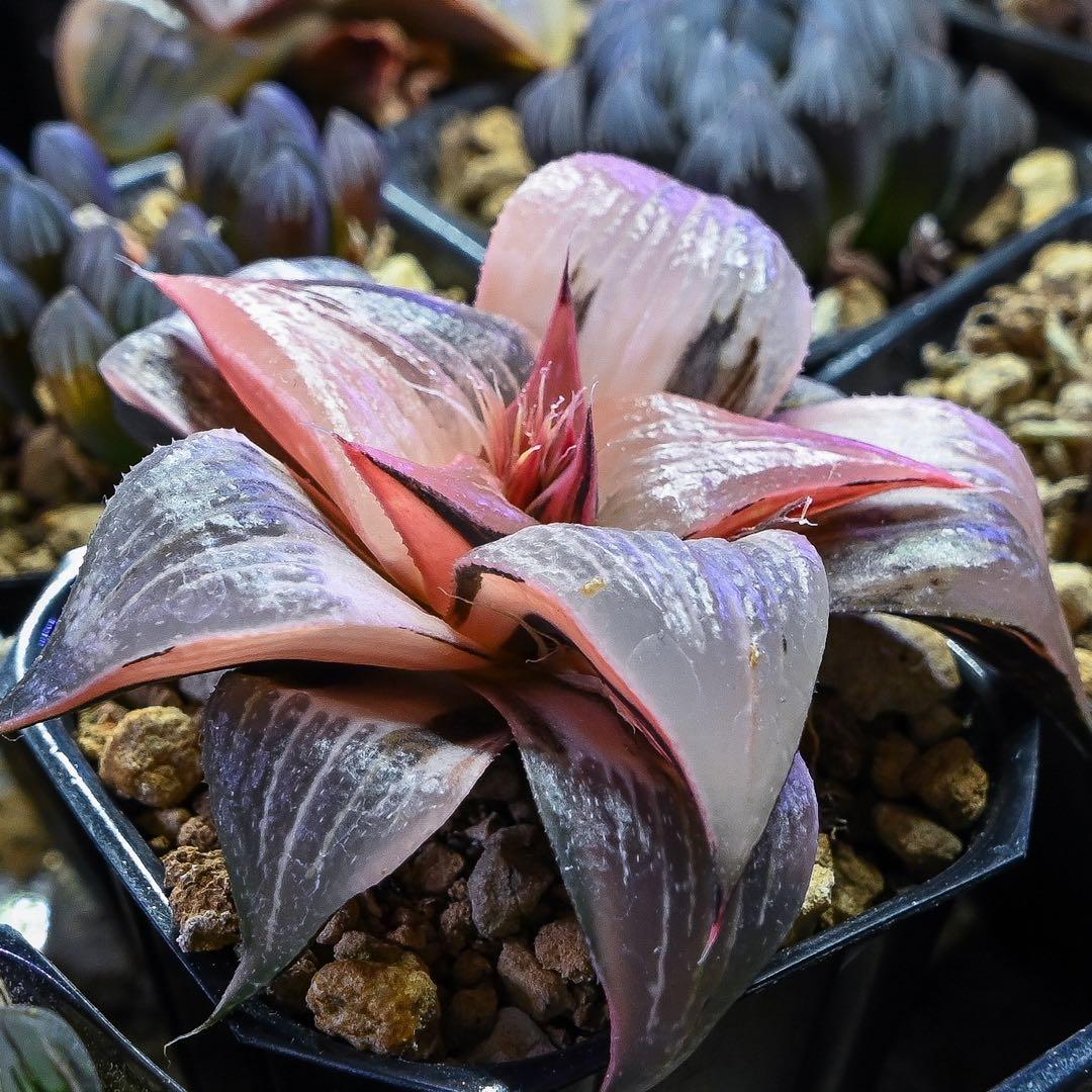 ハオルチア ピンキー錦 極上斑