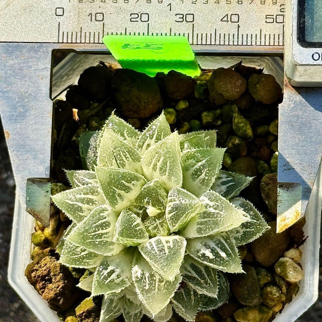 鯖*！様 氷砂糖錦　完璧な糊斑　子株付き　ハオルチア　観葉植物　55