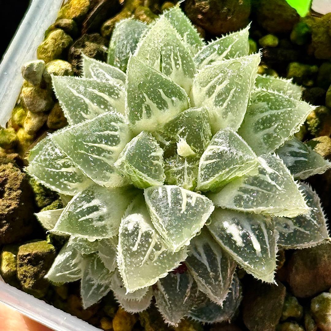 鯖*！様 氷砂糖錦　完璧な糊斑　子株付き　ハオルチア　観葉植物　55