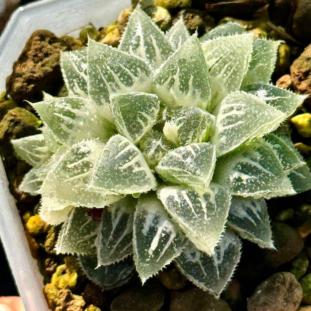 鯖*！様 氷砂糖錦　完璧な糊斑　子株付き　ハオルチア　観葉植物　55