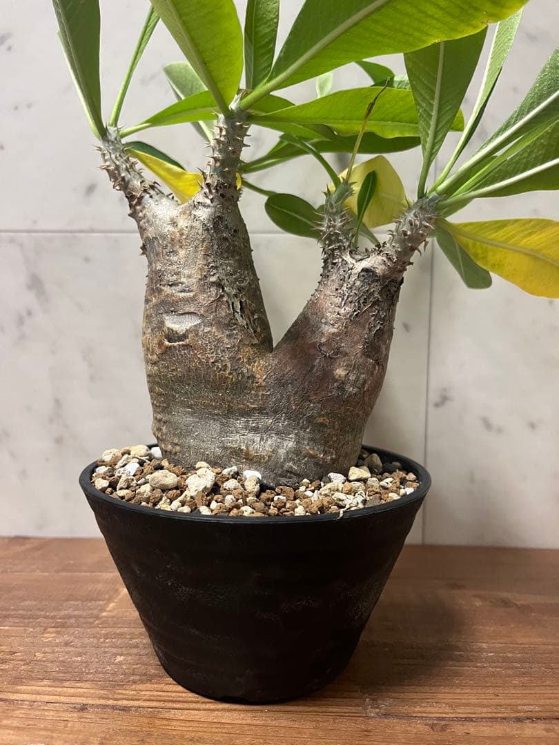 パキポディウム エニグマティクム