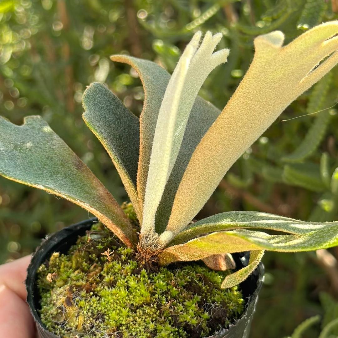 P. willinckii ’Jenny’ TC 3405