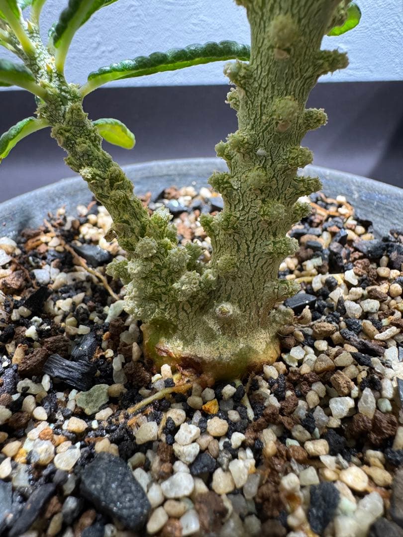 \" Dorstenia gigas f. bullata \" 陶器鉢 挿し木株