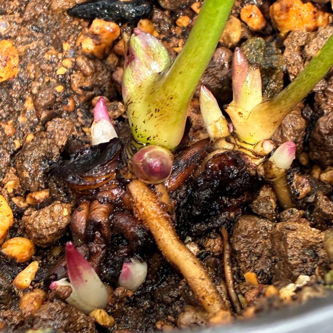 ヒ*イ様 ☘️ 唯一無二❤️開花株❤️根充実❤️⭐️超⭐️沢山新芽❤️797超希