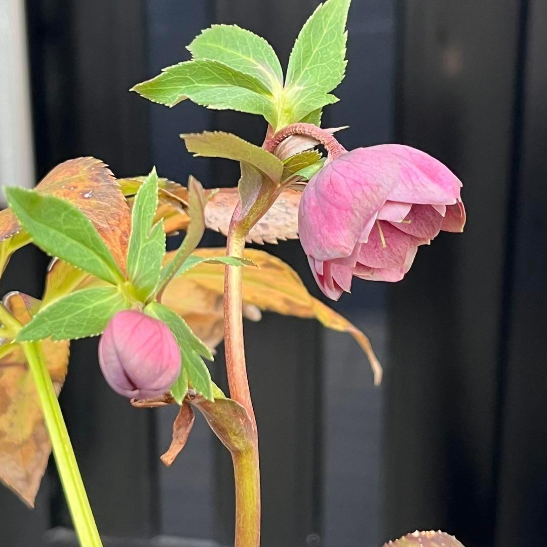 ヒ*イ様 ☘️ 唯一無二❤️開花株❤️根充実❤️⭐️超⭐️沢山新芽❤️797超希