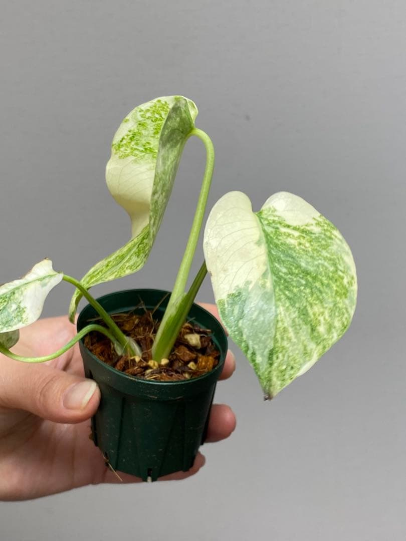 ご*ん様 【斑入り強め✨】モンステラ　デリシオーサ　レガシー　斑入り　希少　人気