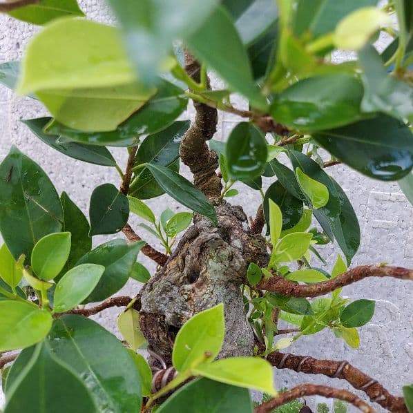 亜熱帯の樹木　奄美のガジュマル　①