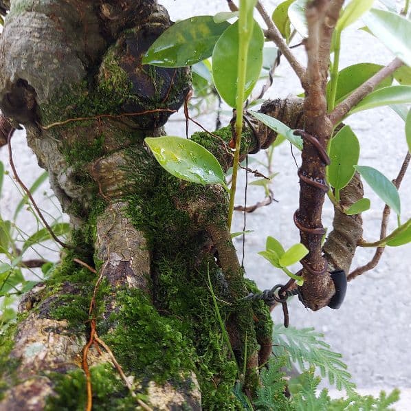 亜熱帯の樹木　奄美のガジュマル　①