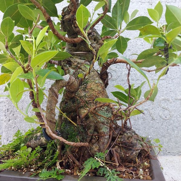 亜熱帯の樹木　奄美のガジュマル　①