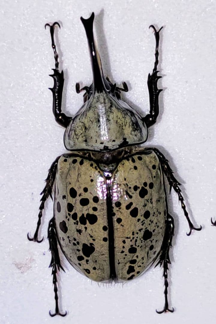 グラントシロカブト 標本