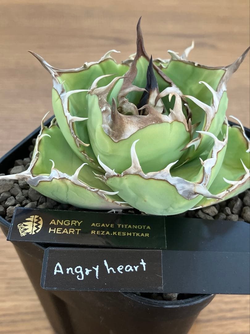 t*4様 【初売りオークション】125 REZA産　イラン株　アガベ　アングリー