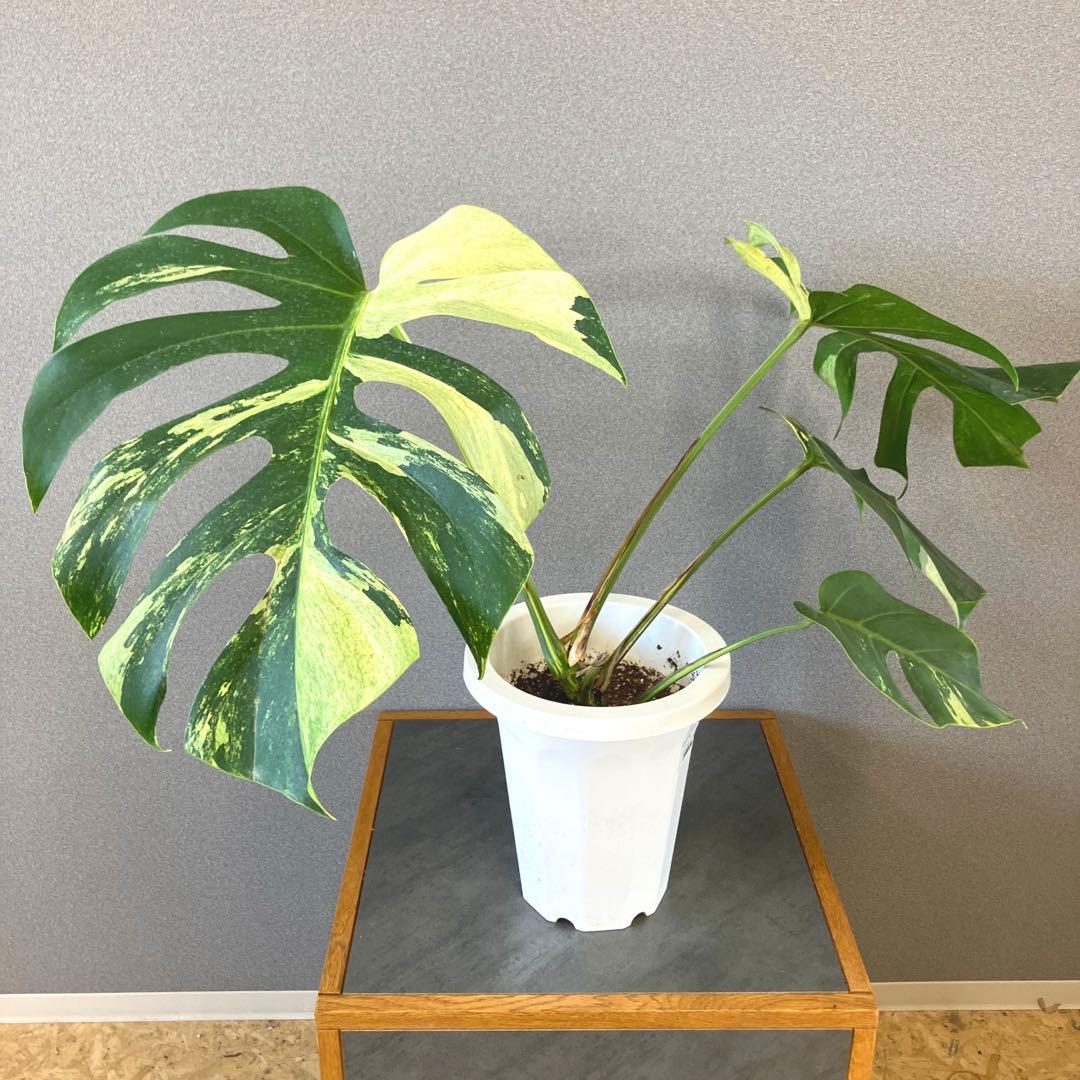 超絶希少❗️モンステラ　デリシオーサミント✨