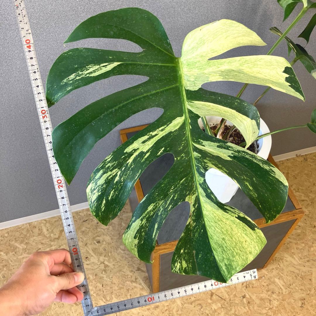 超絶希少❗️モンステラ　デリシオーサミント✨