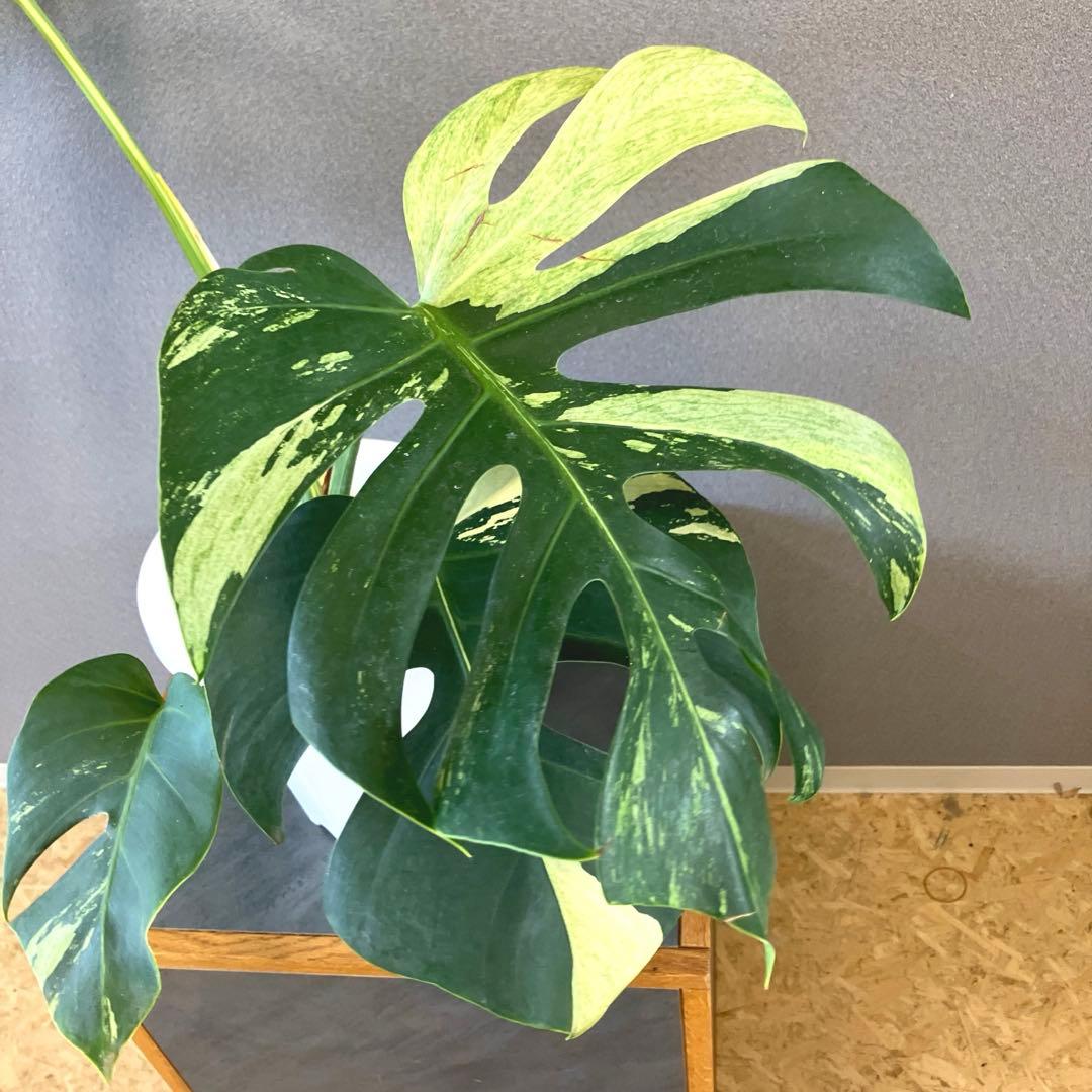超絶希少❗️モンステラ　デリシオーサミント✨