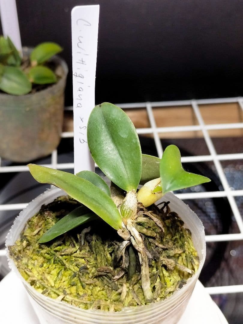 goromiiiさまご検討中旧ソフロニティス3種類3株セット