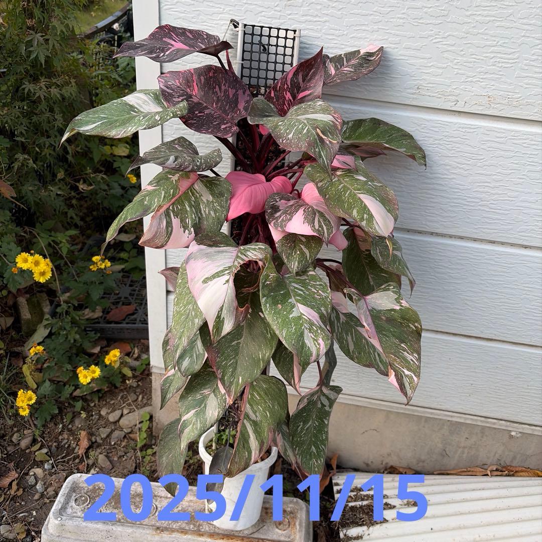 極上樹形 フィロデンドロンピンクプリンセスギャラクシー