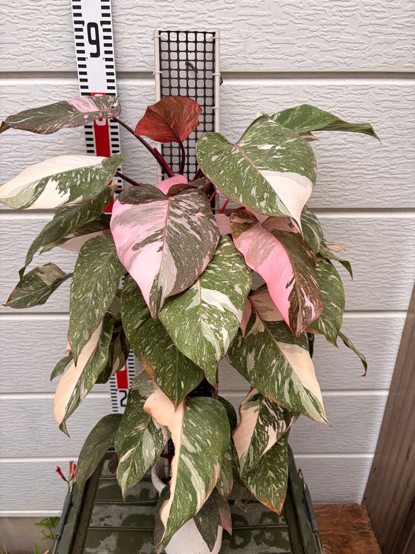 極上樹形 フィロデンドロンピンクプリンセスギャラクシー