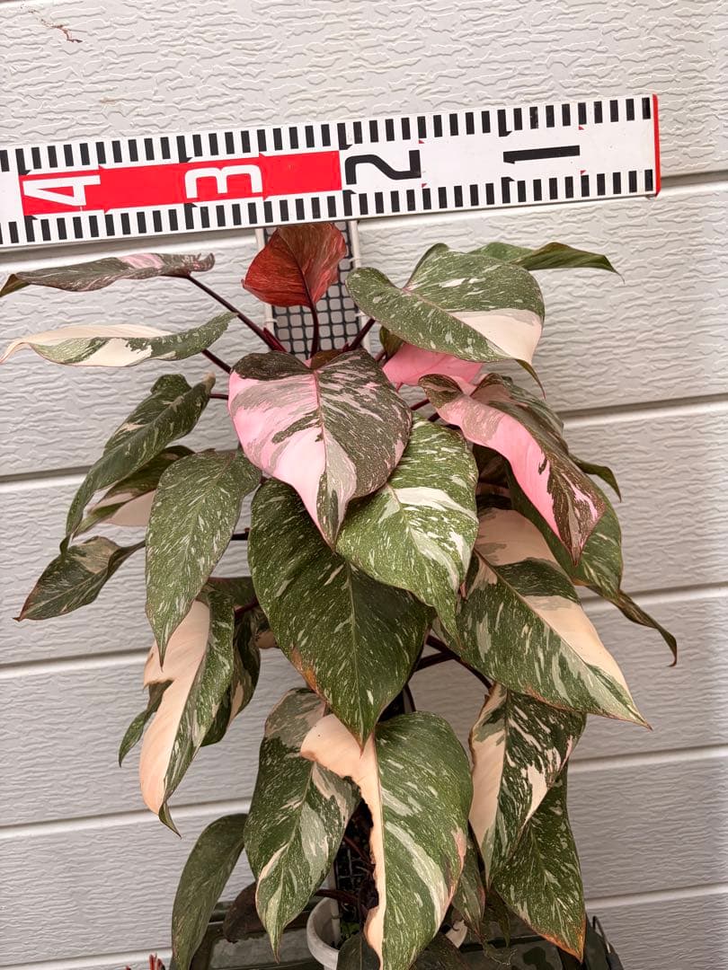 極上樹形 フィロデンドロンピンクプリンセスギャラクシー