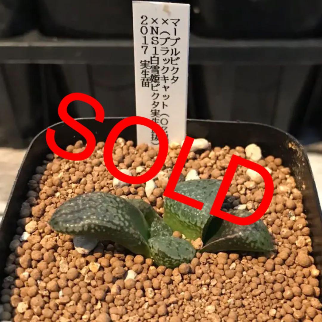 多肉植物 ハオルチア  セール 1株500円 送料200円 組み合わせ自由 4