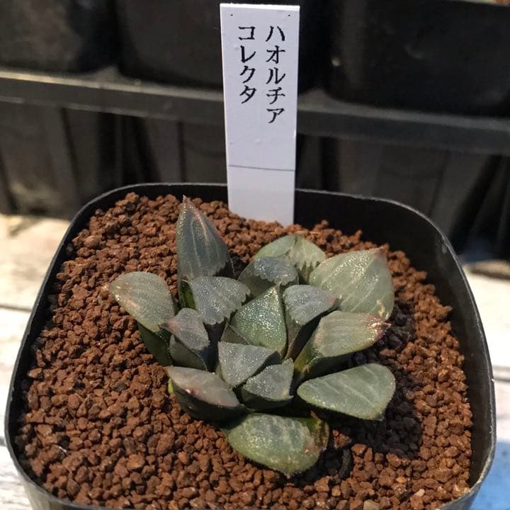 多肉植物 ハオルチア  セール 1株500円 送料200円 組み合わせ自由 4