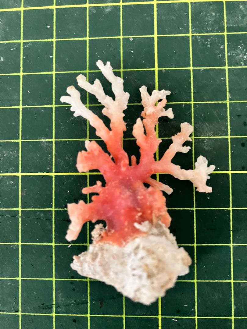 珊瑚　原木　置物　赤珊瑚