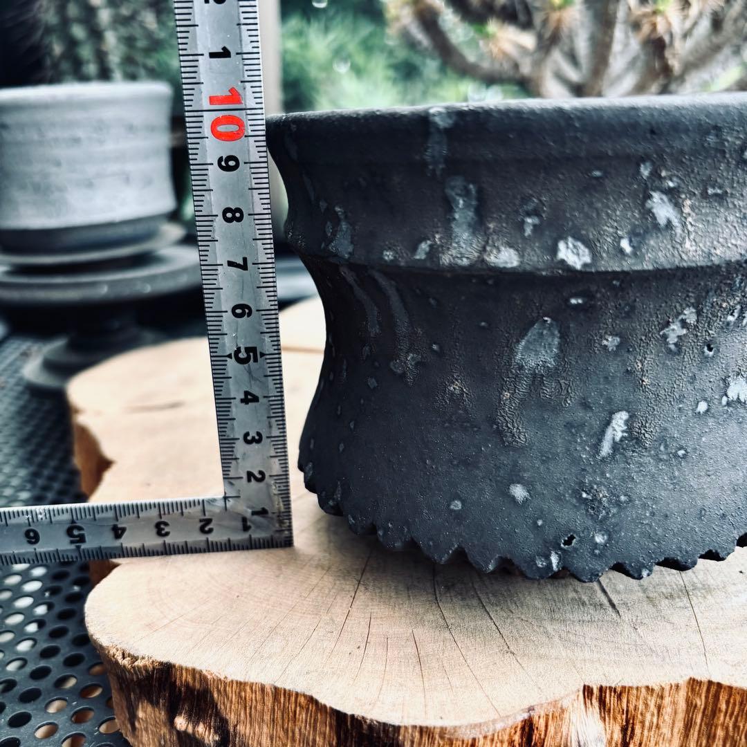 短期間限定大幅値下げ！新品未使用 菊地元野 作家鉢 アガベ パキプス グラキリス