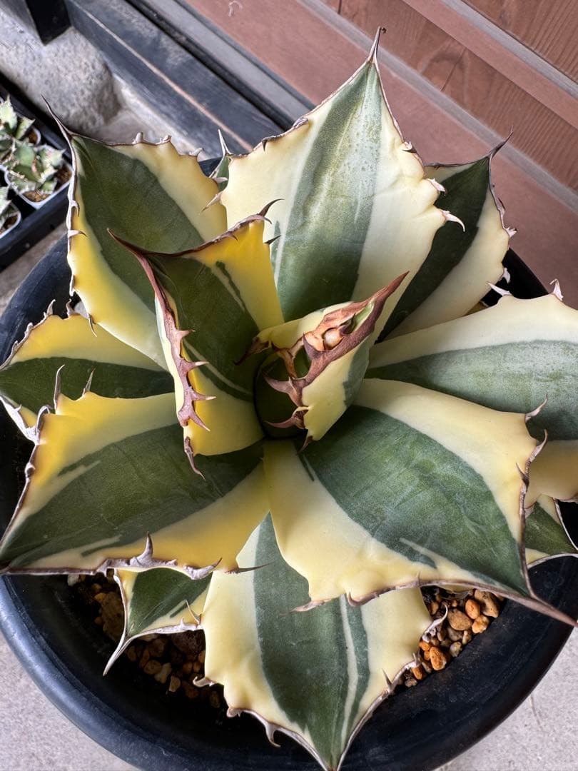 アガベ Agave titanota 'Snaggle Tooth' 180